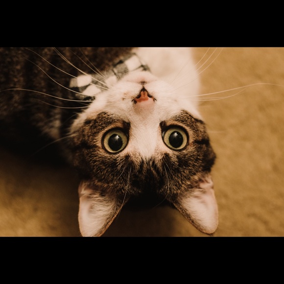 Meet your Posher, Jessica - Picture 2 of 6